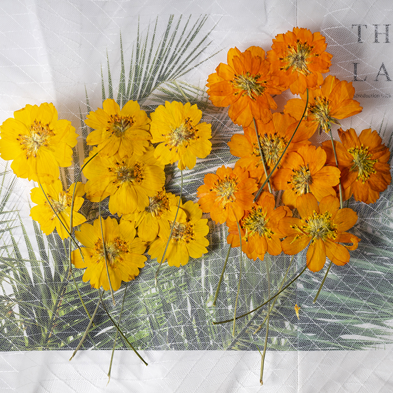 Supply For Florist - 8-10cm/24pcs,nature pressed Cosmos sulphureus tiny flower,plant