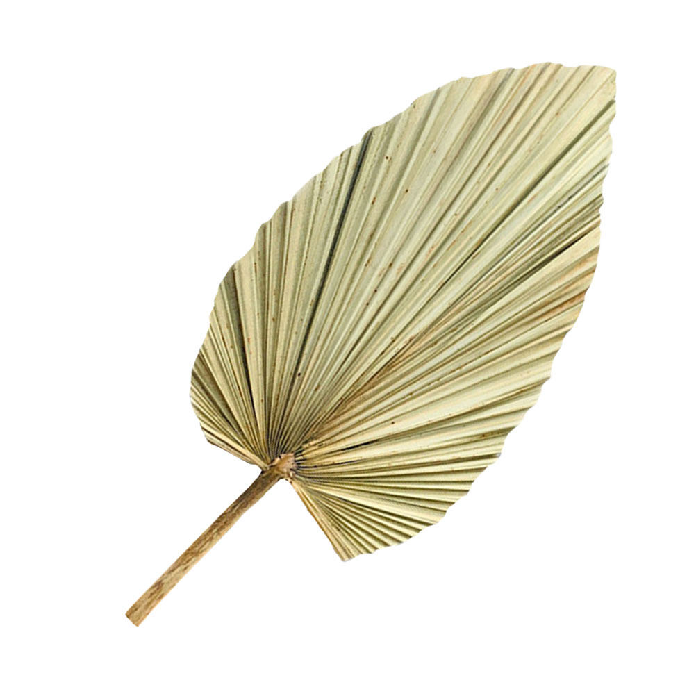 Palm Leaf Dried - 1Pcs Natural Dried Palm Leaf Olive