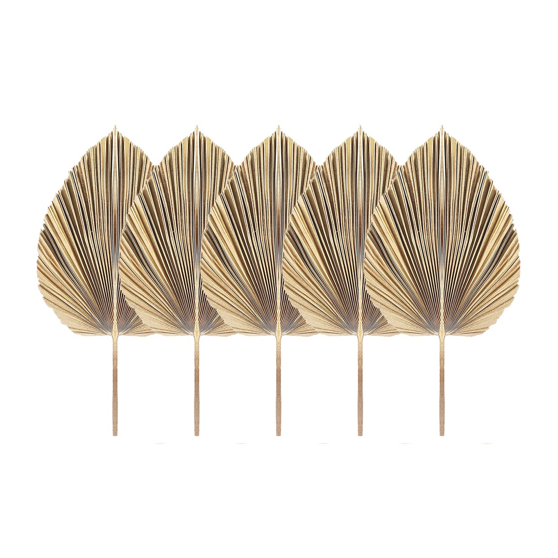 Palm Leaf Dried - 5Pcs Natural Dried Palm Leaves Tropical