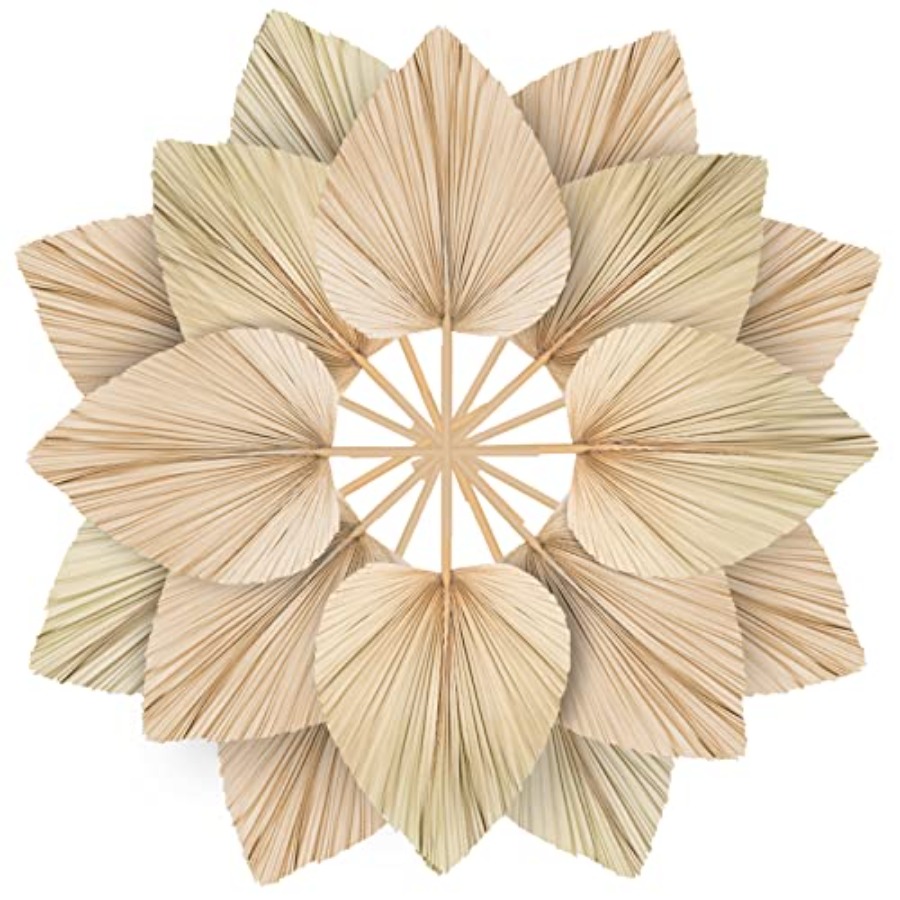 10 Large Bulk Boho Dried Palm  - Palm Leaf Dried ulasan dan harga