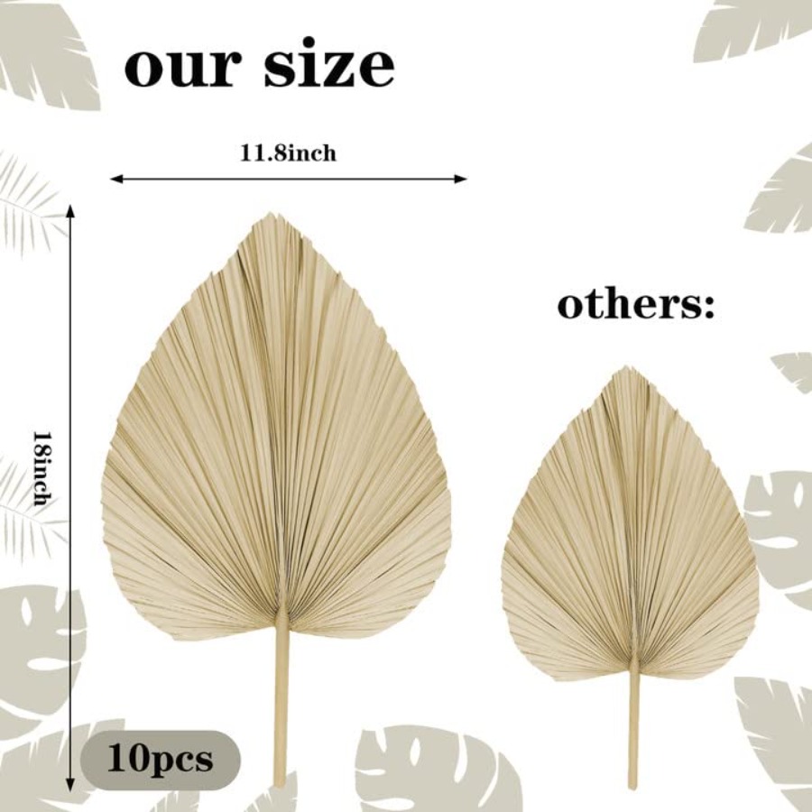 10 Large Bulk Boho Dried Palm  - Palm Leaf Dried ulasan dan harga