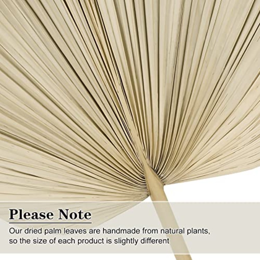10 Large Bulk Boho Dried Palm  - Palm Leaf Dried ulasan dan harga