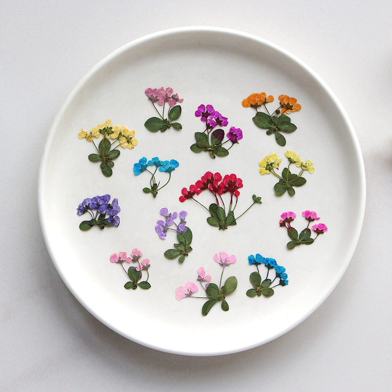 2-3cm/12pcs,Pressed little flo - Supply For Florist ulasan dan harga