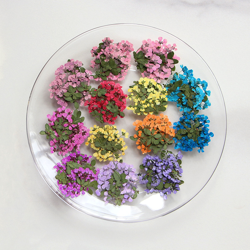 2-3cm/12pcs,Pressed little flo - Supply For Florist ulasan dan harga
