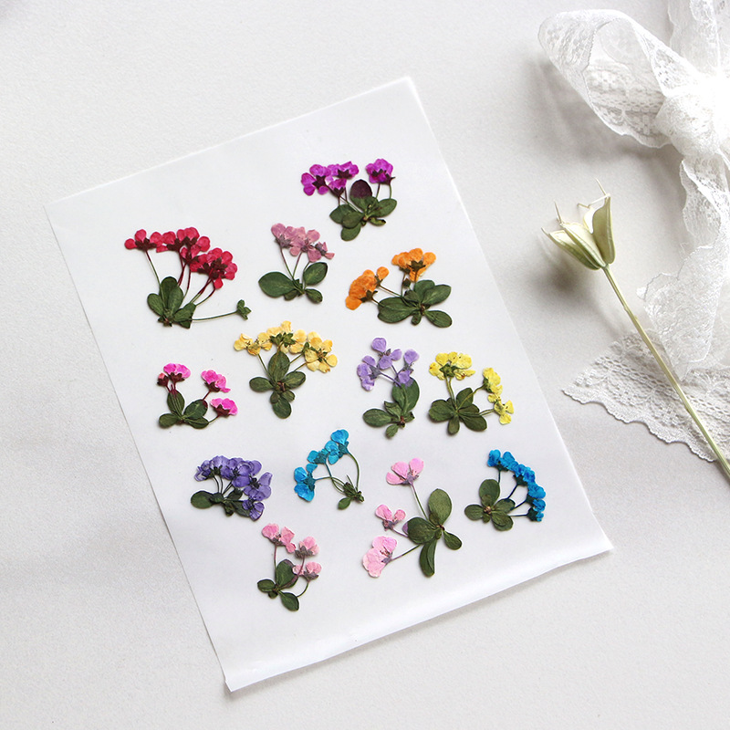2-3cm/12pcs,Pressed little flo - Supply For Florist ulasan dan harga