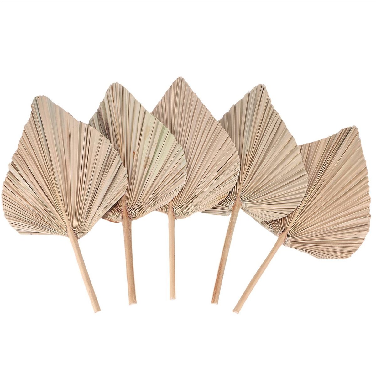 NOCM Dried Palm Leaves Room De - Palm Leaf Dried ulasan dan harga