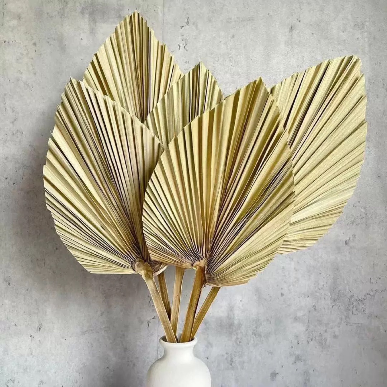 3 PCS Natural Dried Palm Leave - Palm Leaf Dried ulasan dan harga
