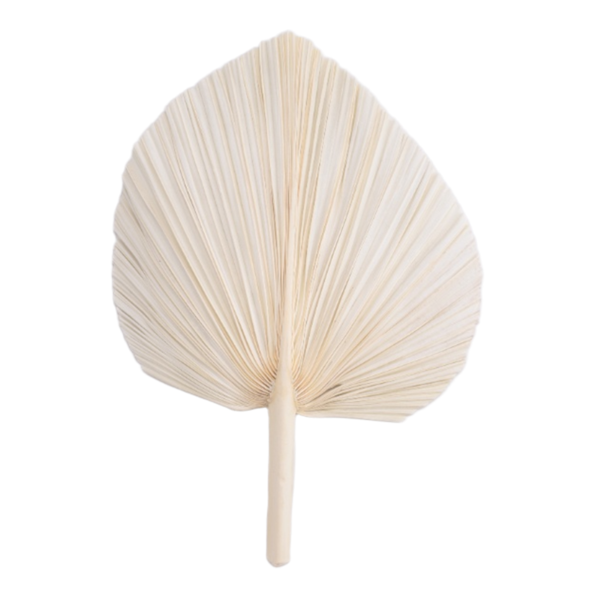 Qualitative Large White Dried  - Palm Leaf Dried ulasan dan harga