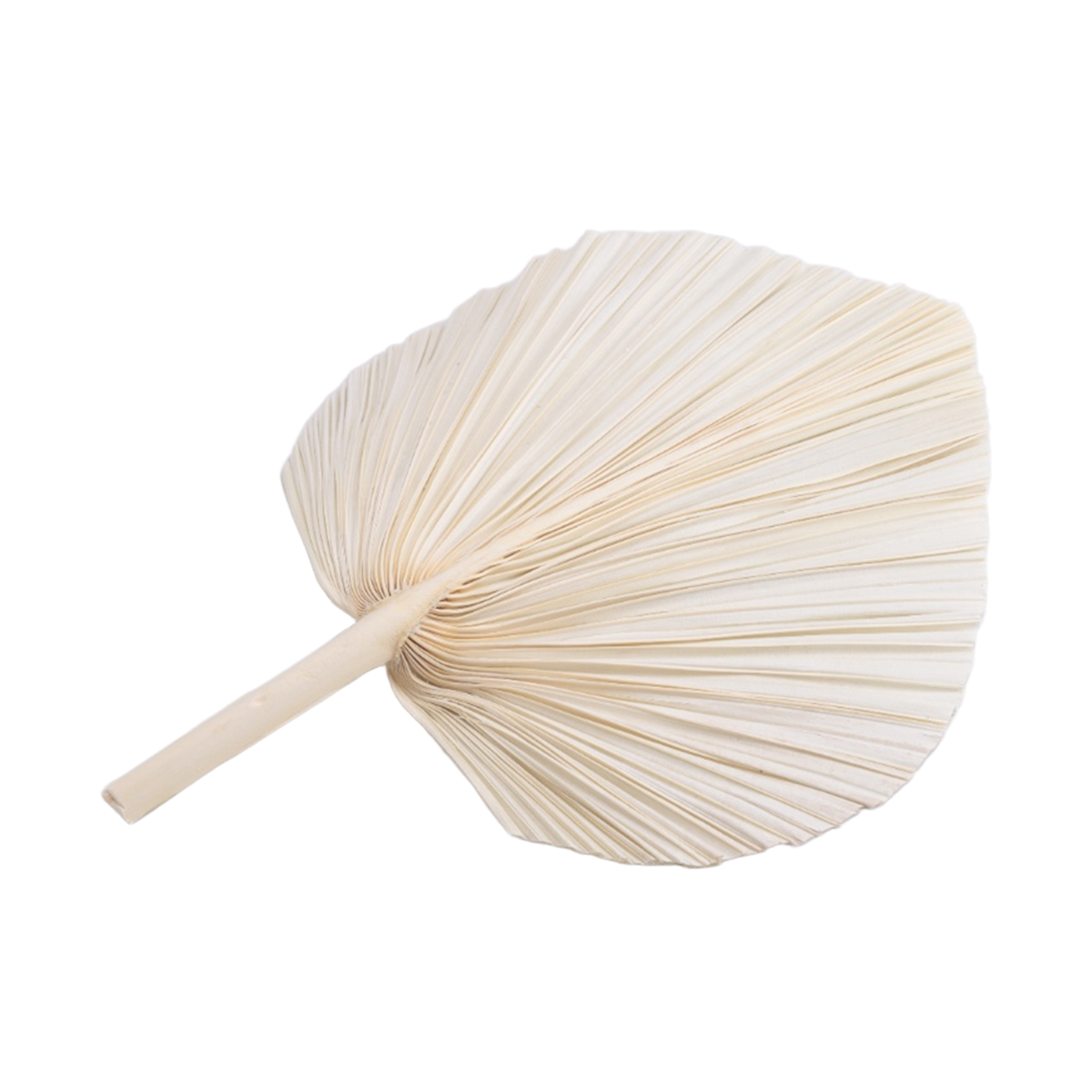 Qualitative Large White Dried  - Palm Leaf Dried ulasan dan harga