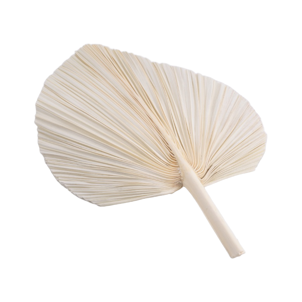 Qualitative Large White Dried  - Palm Leaf Dried ulasan dan harga