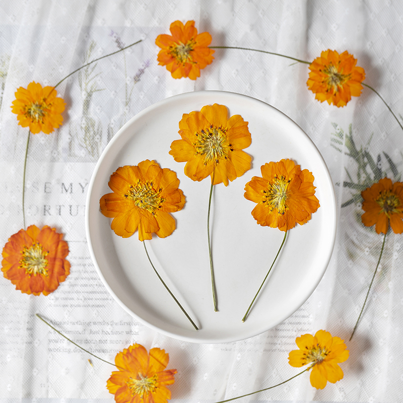 8-10cm/24pcs,nature pressed Co - Supply For Florist ulasan dan harga