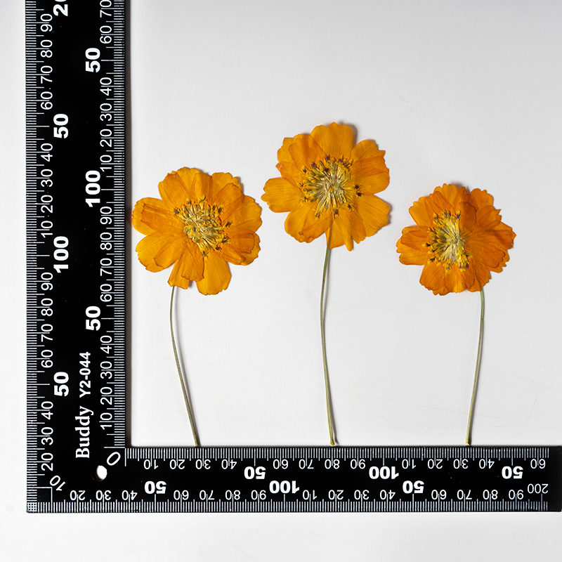 8-10cm/24pcs,nature pressed Co - Supply For Florist ulasan dan harga