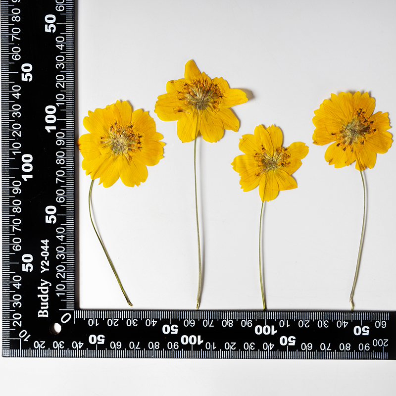 8-10cm/24pcs,nature pressed Co - Supply For Florist ulasan dan harga