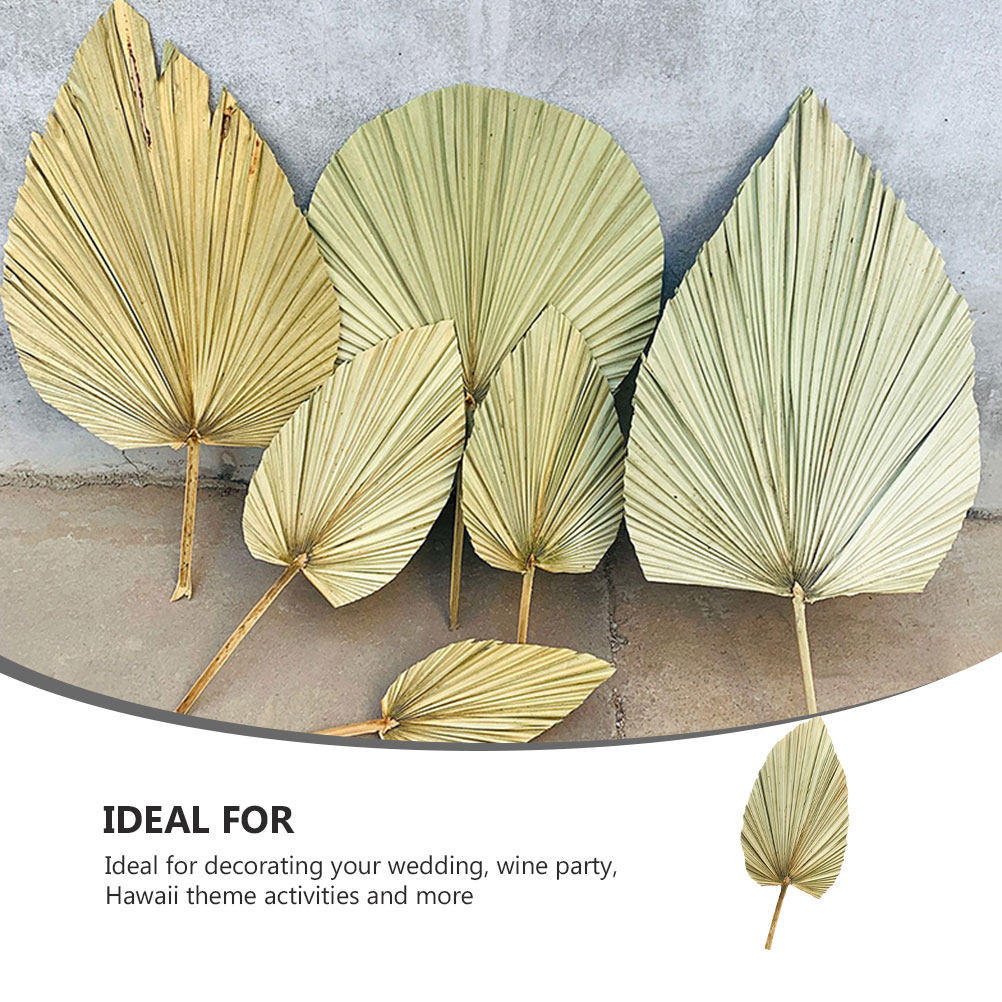 1Pcs Natural Dried Palm Leaf O - Palm Leaf Dried ulasan dan harga