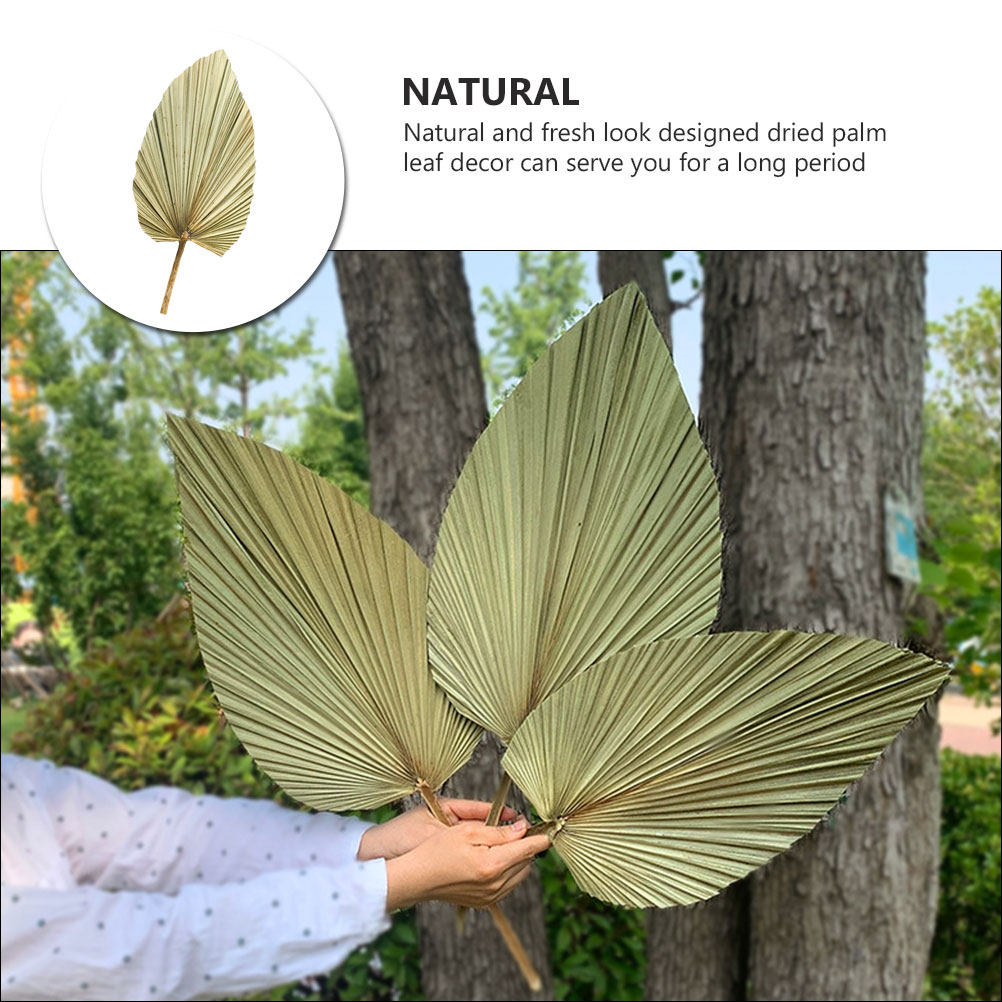 1Pcs Natural Dried Palm Leaf O - Palm Leaf Dried ulasan dan harga