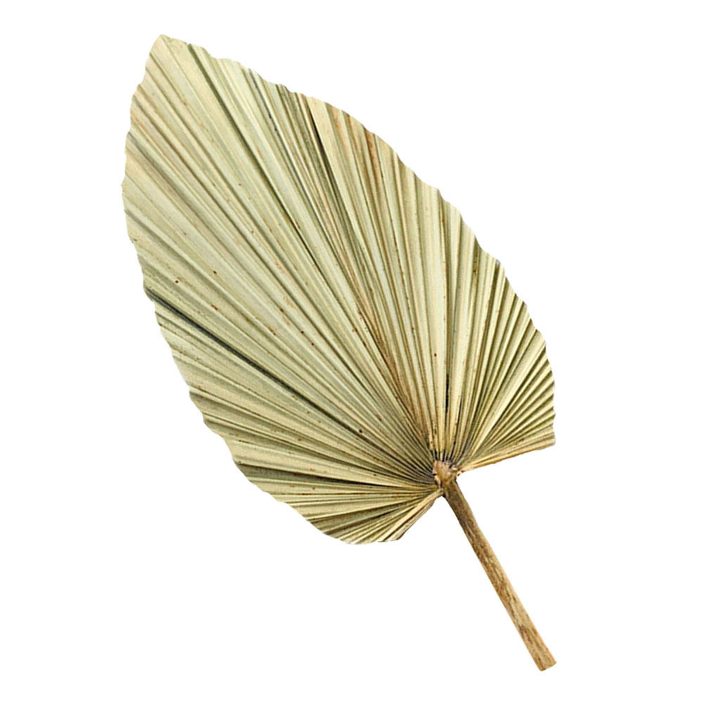1Pcs Natural Dried Palm Leaf O - Palm Leaf Dried ulasan dan harga