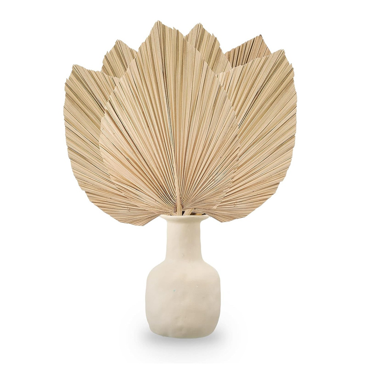New 6PCS Dried Palm Leaves Nat - Palm Leaf Dried ulasan dan harga