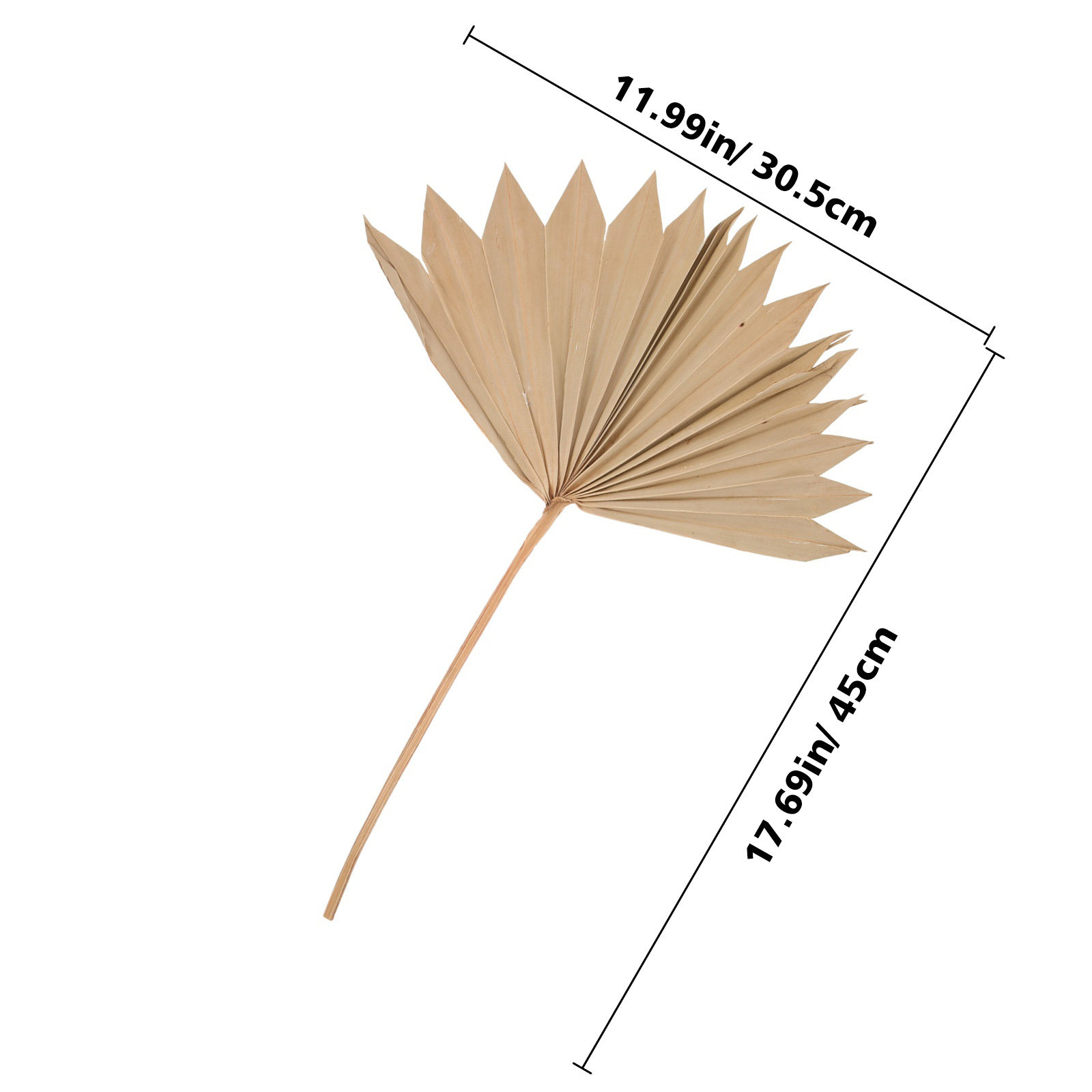 4Pcs Dried Palm Leaf Decor Nat - Palm Leaf Dried ulasan dan harga