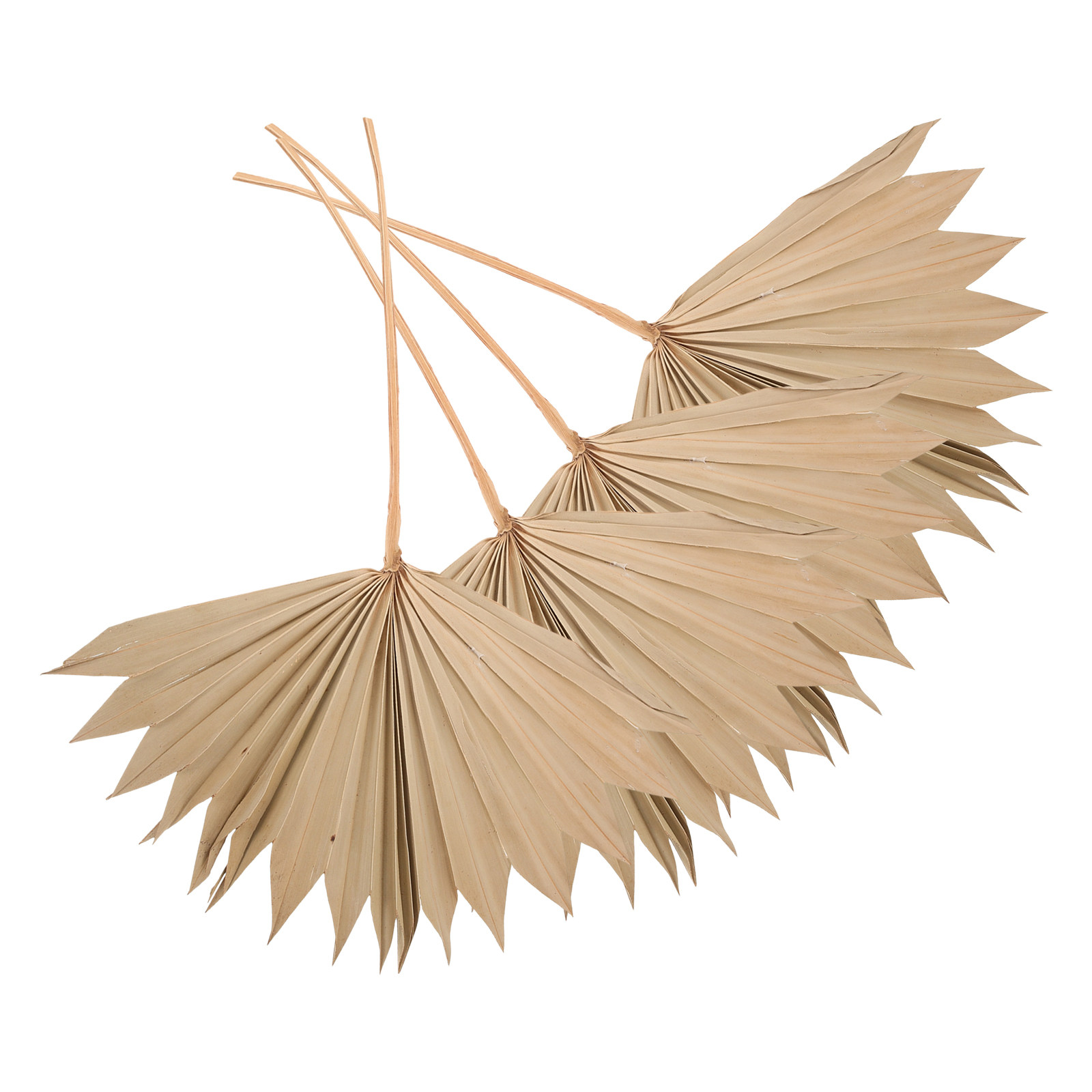4Pcs Dried Palm Leaf Decor Nat - Palm Leaf Dried ulasan dan harga